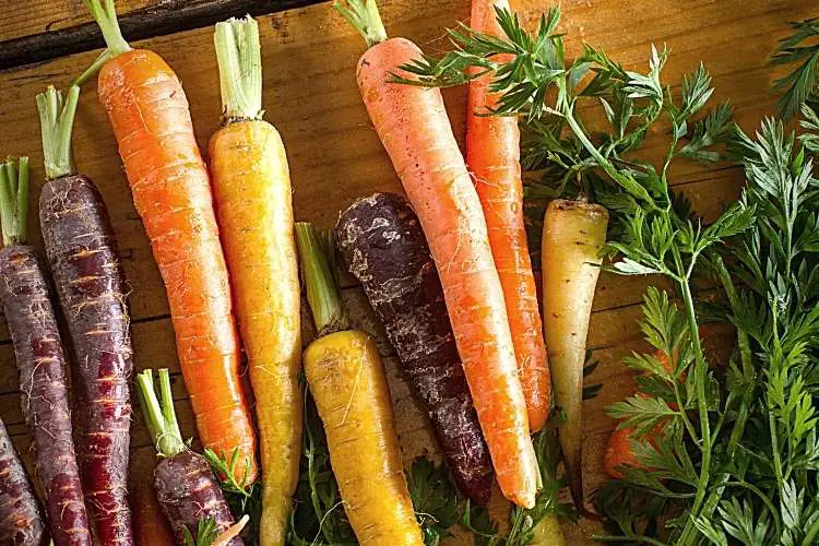 Why Are Some Carrots Different Colors?